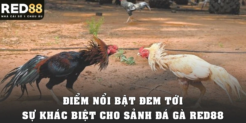 Điểm nổi bật đem tới sự khác biệt cho sảnh đá gà Red88