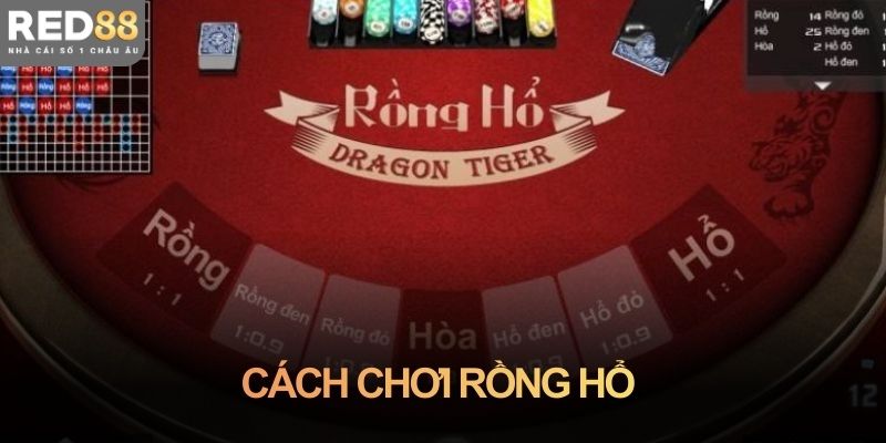 Người mới cần biết gì trước khi học cách chơi rồng hổ?